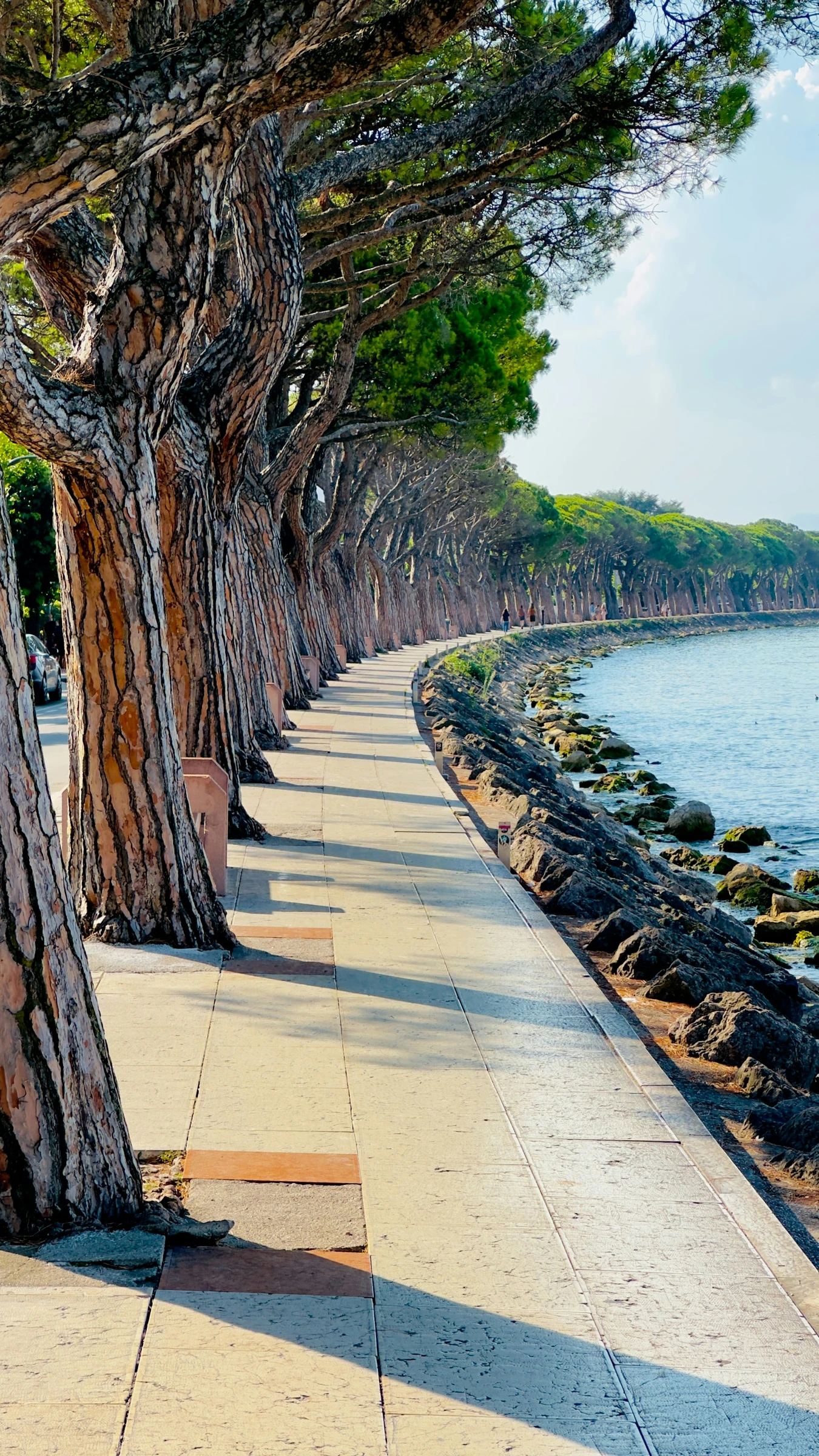 Tree-lined path following the coastline